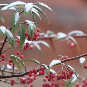 To-Do List for Thriving Gardens in January