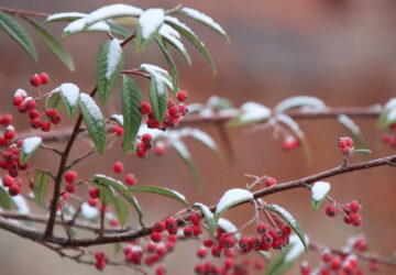 To-Do List for Thriving Gardens in January