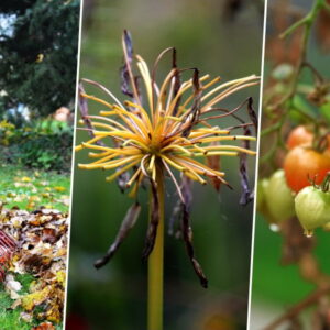 Garden Maintenance in Autumn: Tips and Ideas