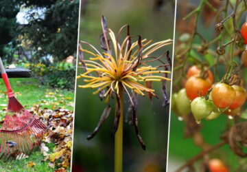 Garden Maintenance in Autumn: Tips and Ideas