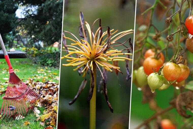 Garden Maintenance in Autumn: Tips and Ideas
