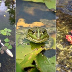 Preparing Your Garden Pond for Winter