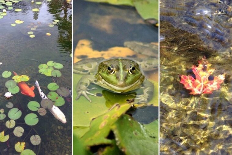 Preparing Your Garden Pond for Winter