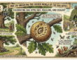 Garden Almanac for May 29