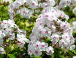 Maximizing the Blooming Season of Garden Phlox
