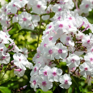 Maximizing the Blooming Season of Garden Phlox