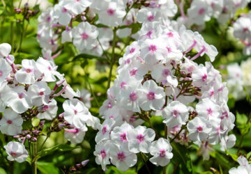 Maximizing the Blooming Season of Garden Phlox