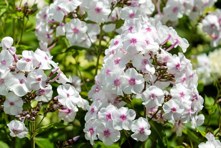 Maximizing the Blooming Season of Garden Phlox