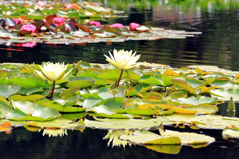 How to Care for Your Garden Pond During Extreme Summer Heat – Garden Guide