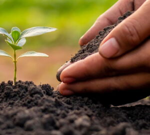 A Gardener's Guide to Soil Types