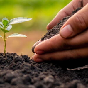 A Gardener's Guide to Soil Types