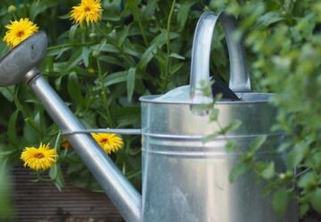 Smart Savings in the Garden