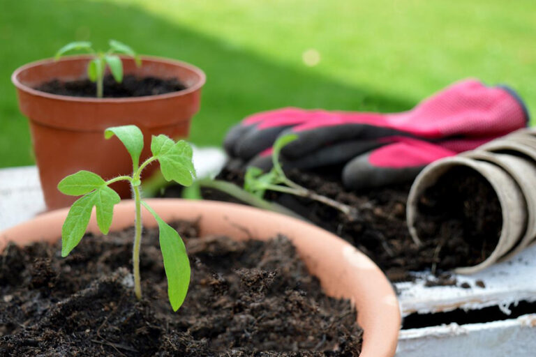 Cultivating Wellness The Therapeutic Power Of Gardening Garden Guide Cultivating Wellness The Therapeutic Power Of Gardening Garden Guide