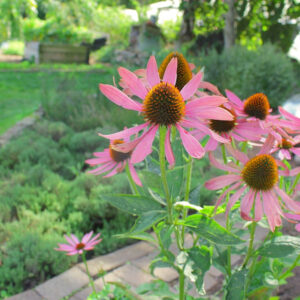 Gardening Success in July: Essential Tasks