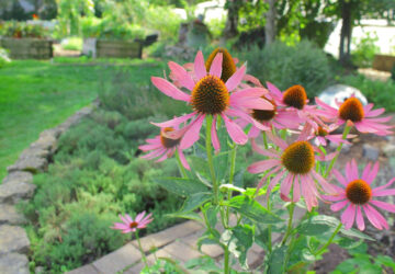 Gardening Success in July: Essential Tasks