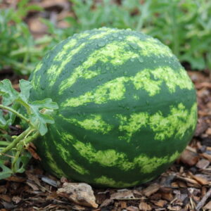 Essential Gardening Tasks for August