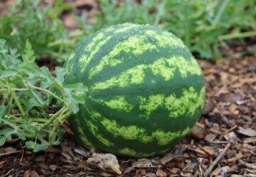 Essential Gardening Tasks for August