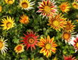 Gazania Reigns Supreme Among Balcony Flowers