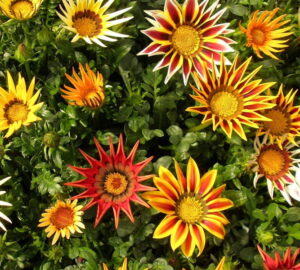 Gazania Reigns Supreme Among Balcony Flowers
