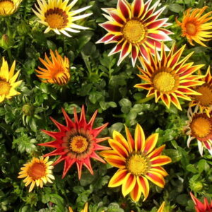 Gazania Reigns Supreme Among Balcony Flowers