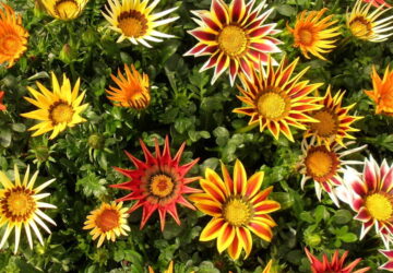 Gazania Reigns Supreme Among Balcony Flowers