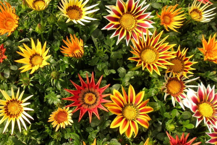 Gazania Reigns Supreme Among Balcony Flowers