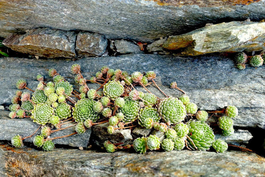 Getting Started with Rock Gardening