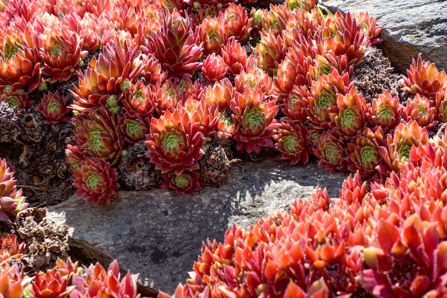 Getting Started with Rock Gardening
