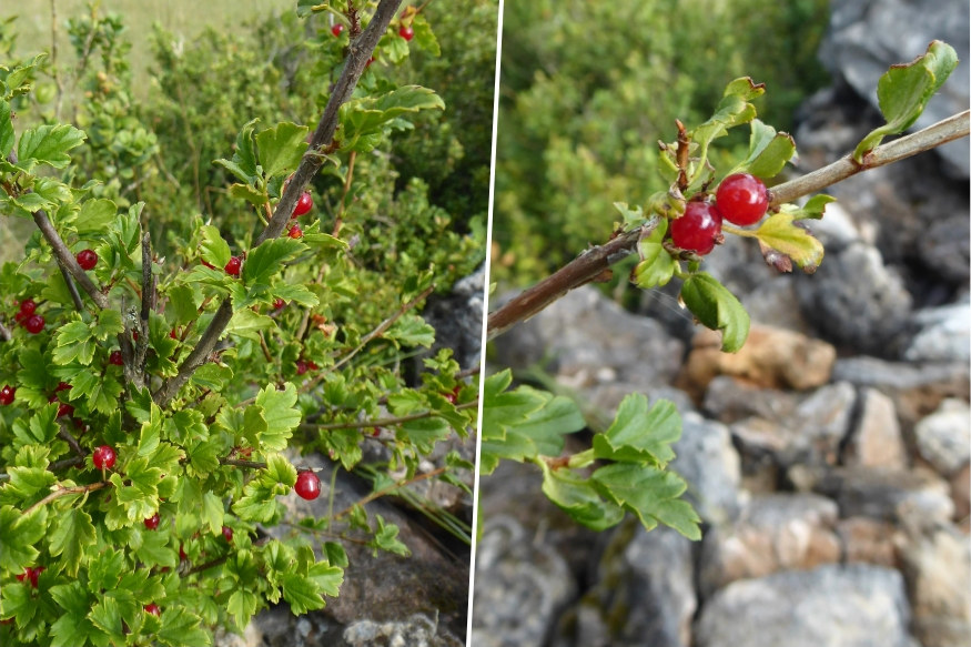 Getting Started with Rock Gardening