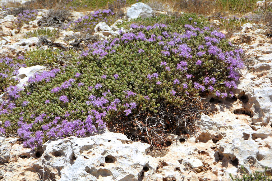 Getting Started with Rock Gardening