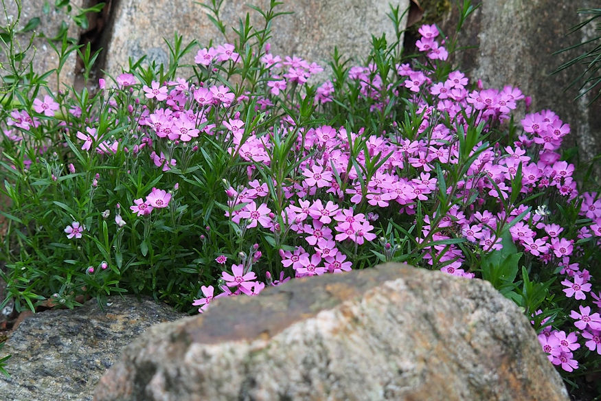 Getting Started with Rock Gardening