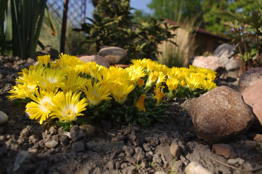 Getting Started with Rock Gardening
