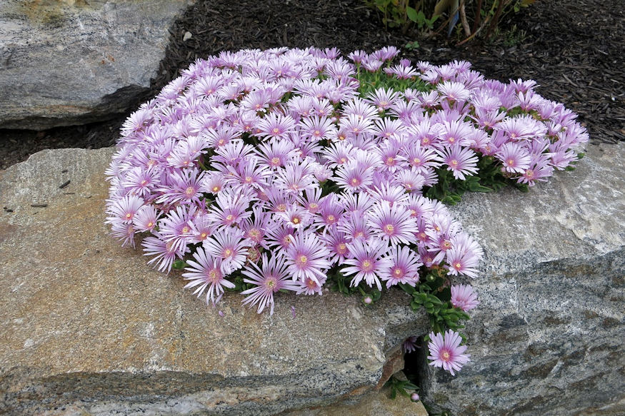 Getting Started with Rock Gardening