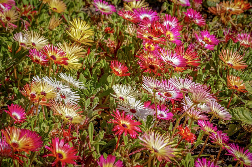 Getting Started with Rock Gardening