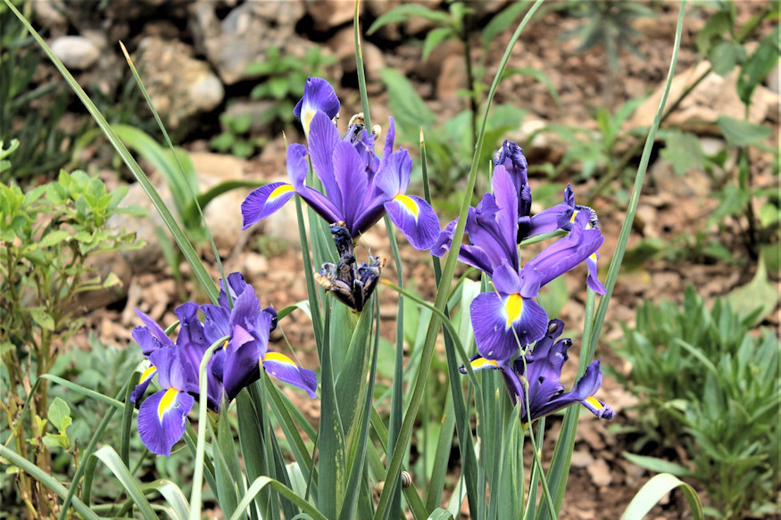 Getting Started with Rock Gardening