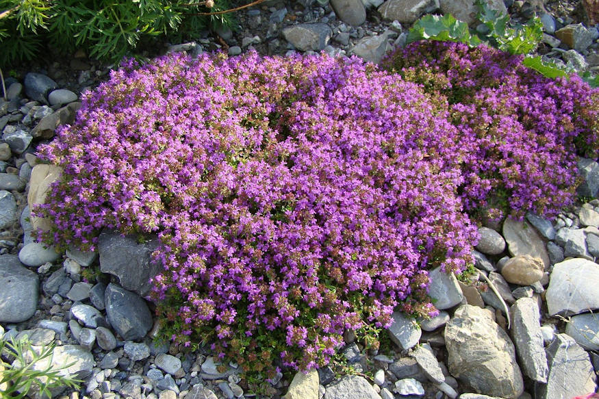 Getting Started with Rock Gardening: Essential Tips for Beginners ...