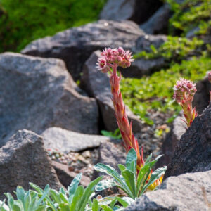 Getting Started with Rock Gardening