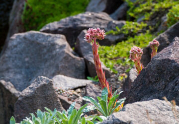 Getting Started with Rock Gardening