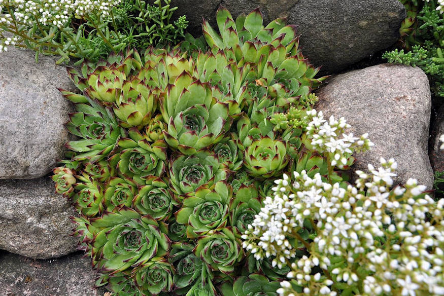 Getting Started with Rock Gardening