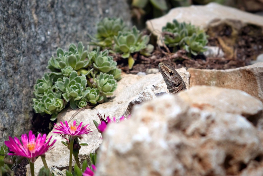 Getting Started with Rock Gardening