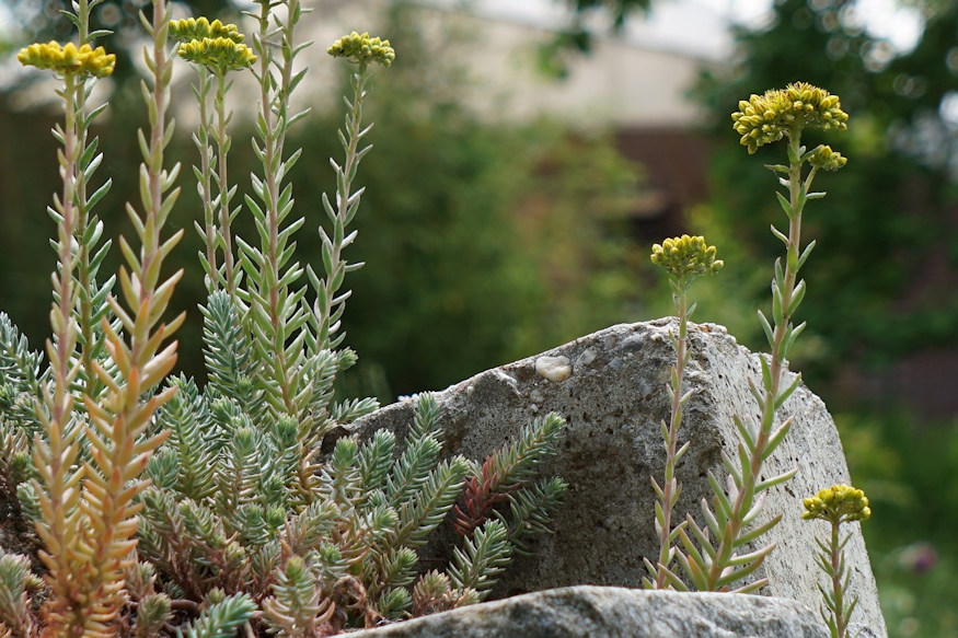 Getting Started with Rock Gardening
