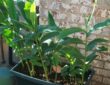 Growing Your Own Ginger at Home