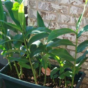 Growing Your Own Ginger at Home