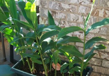 Growing Your Own Ginger at Home