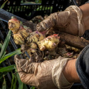 Cultivating Ginger at Home