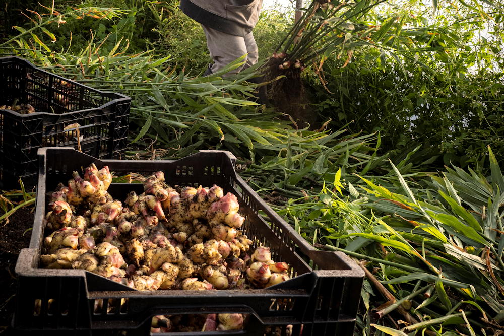 Cultivating Ginger at Home