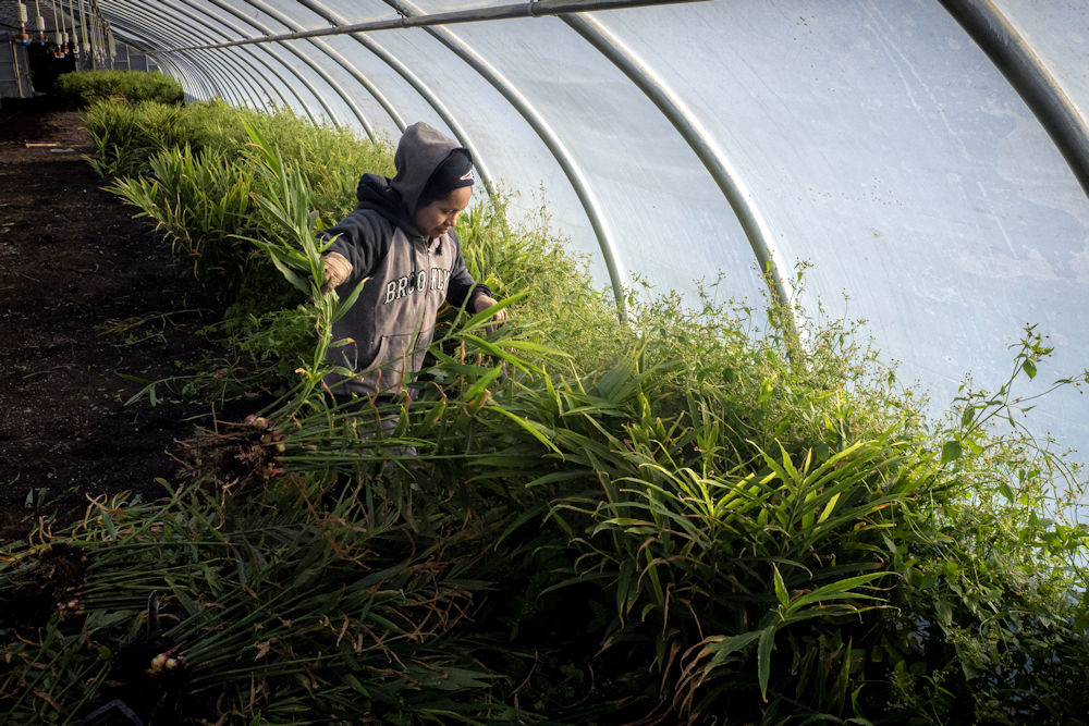 Cultivating Ginger at Home