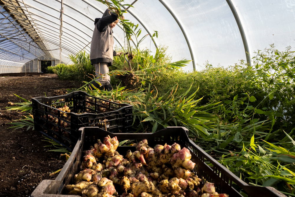 Cultivating Ginger at Home