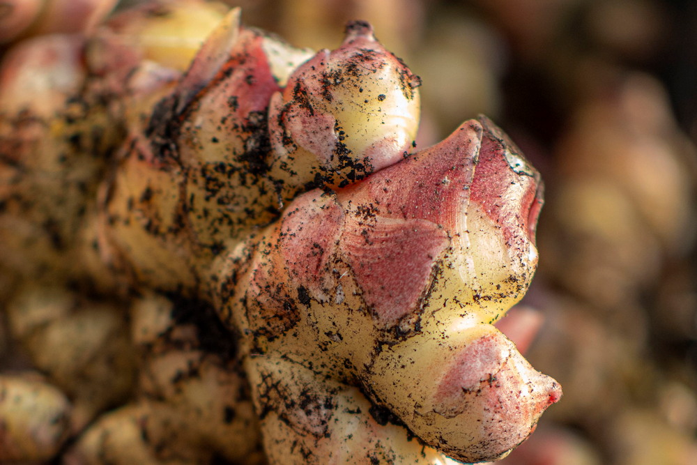 Cultivating Ginger at Home