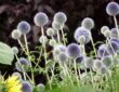 Caring for Southern Globethistle
